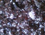 Blätterschellack Dewaxed Garnet (Rubin) wachsfrei - 1 kg